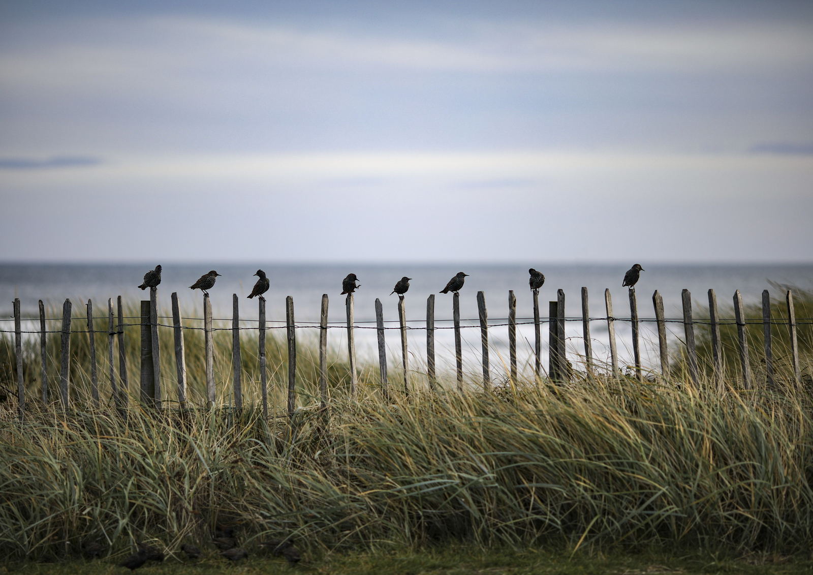 Pick your post, St Andrews photography print
