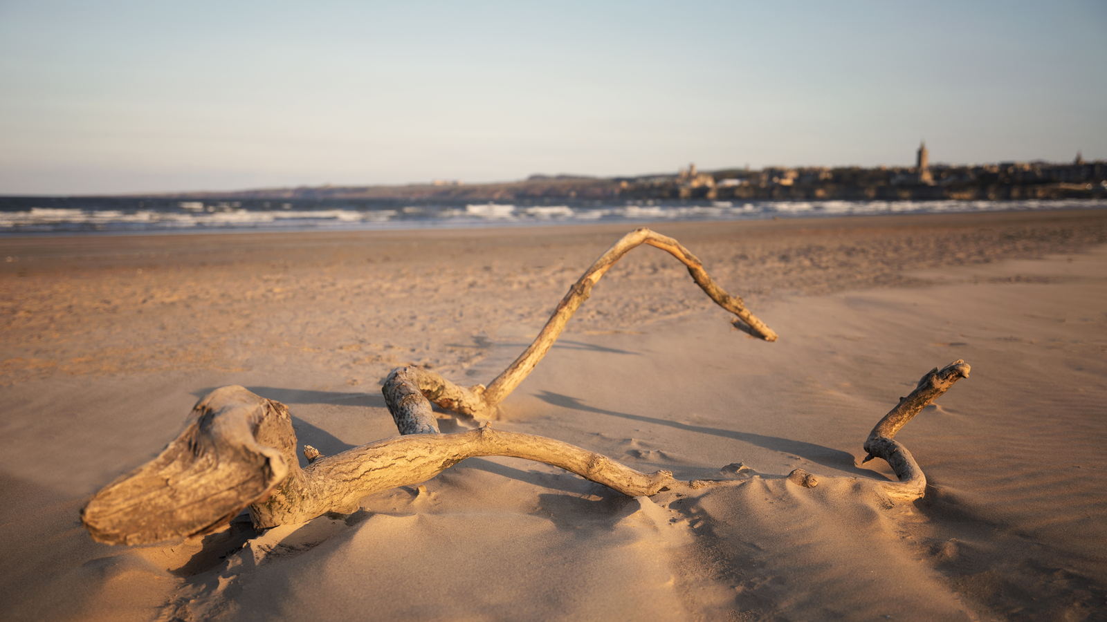 Driftwood, St Andrews photography print