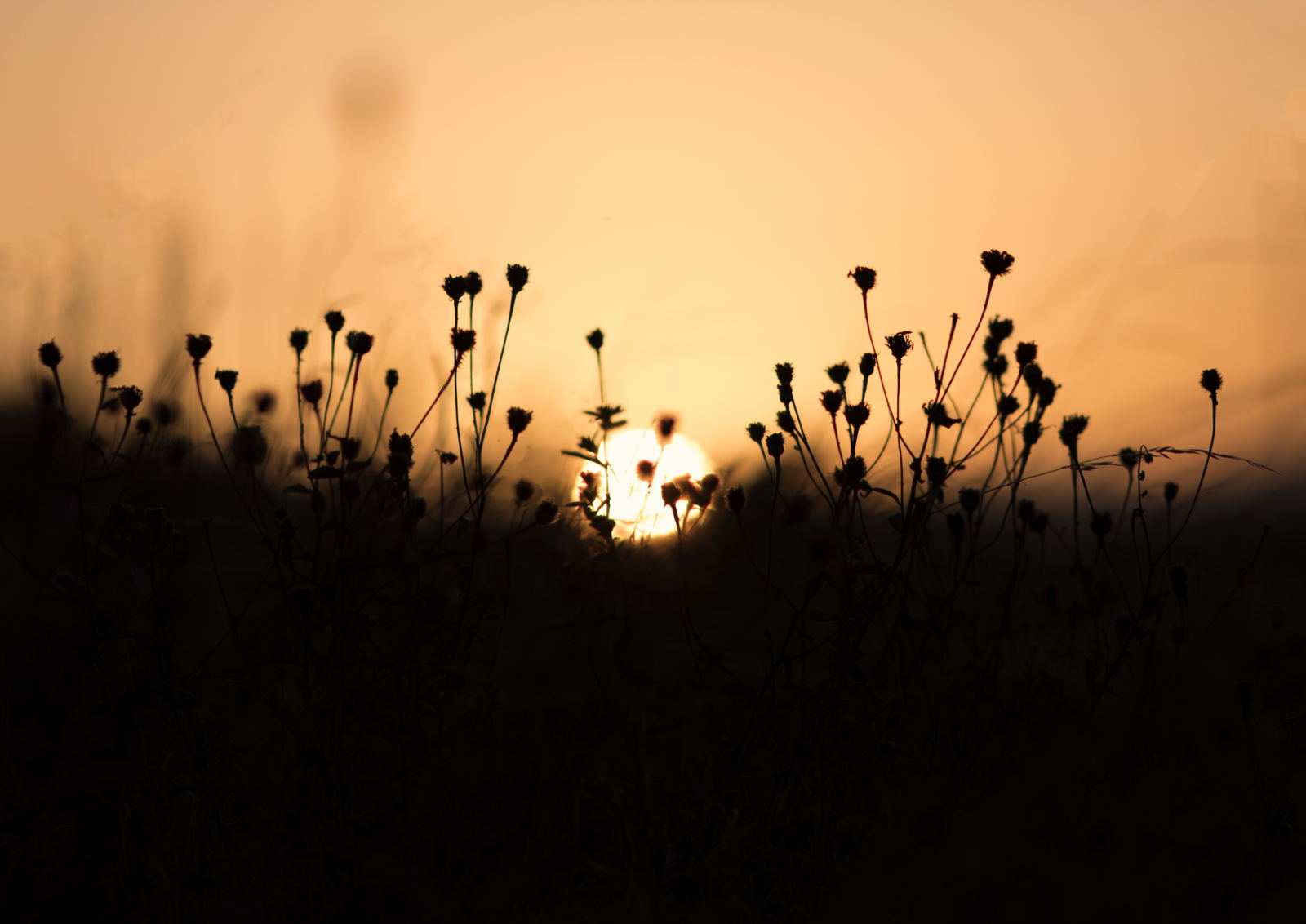 Flowers at sunset, St Andrews photography print